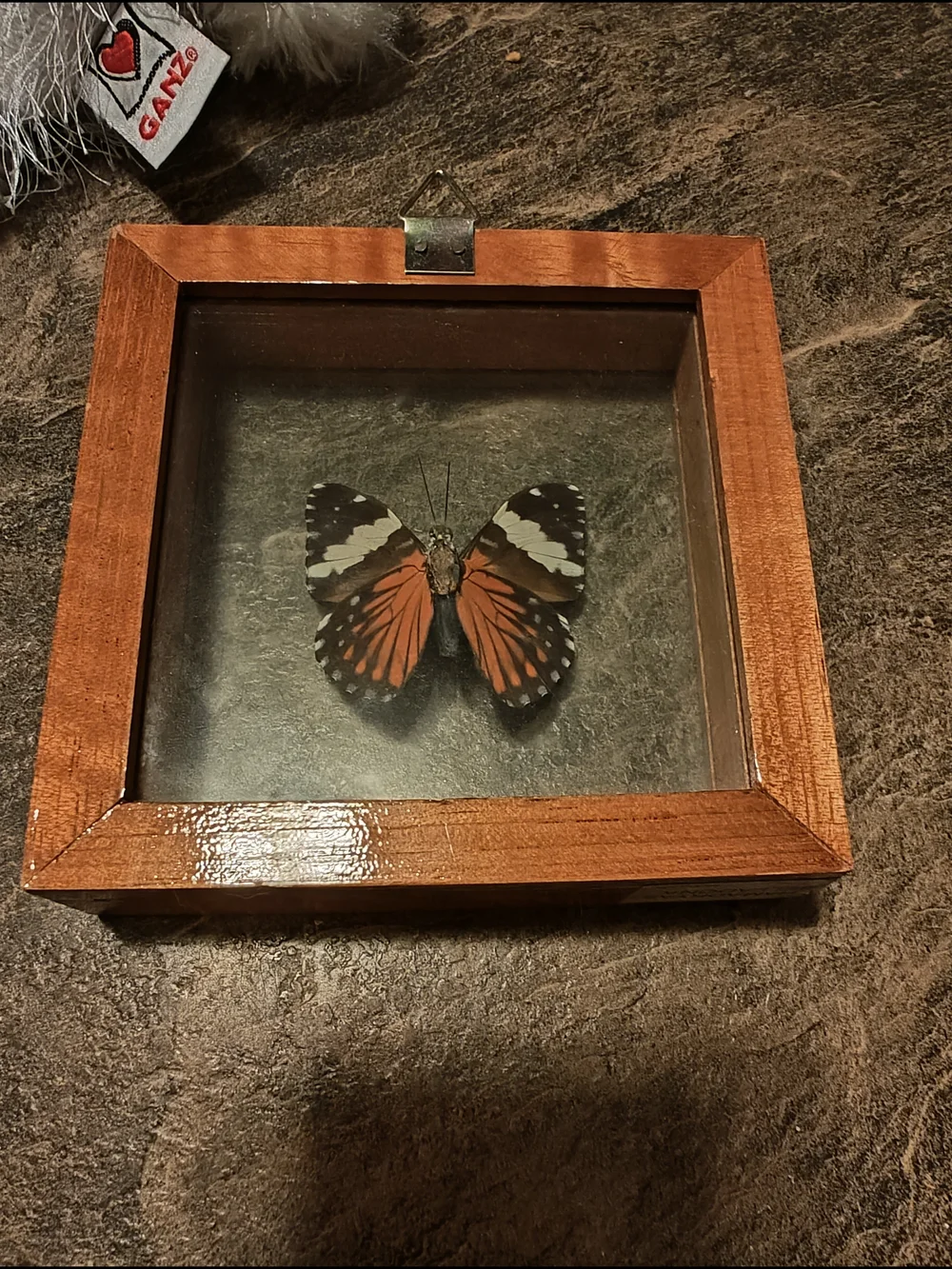 Framed Butterfly Shadow Box - Brown Wood Frame
